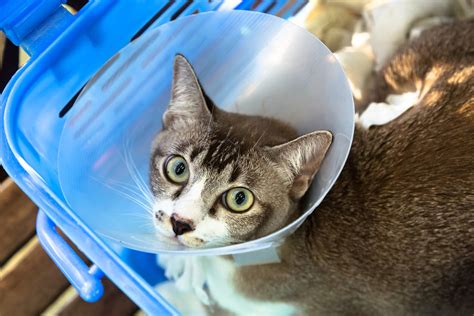 Their skin is the color that their fur would be, and all the usual cat markings (solid, point, van, tabby a male purebred sphynx in the mink pattern. Can Dogs and Cats Break Their Tails? | Hill's Pet