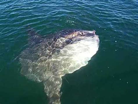 When consumed, you will recieve a boost of 13 energy, and 5 health. giant ocean sunfish.MOV - YouTube