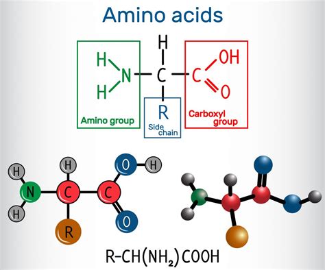 Amino acids - compedium