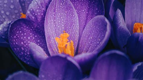 Spring Purple Crocuses Flowers 4k Hd Flowers Wallpapers Hd Wallpapers