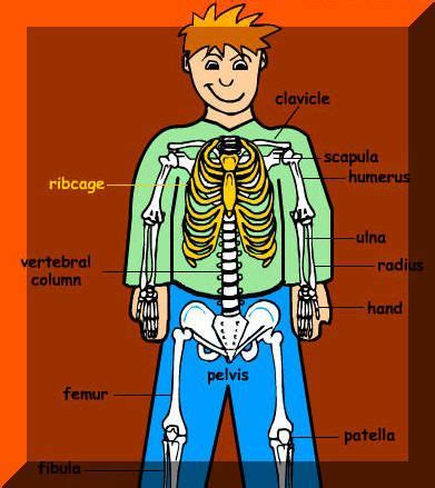 See exactly how you can consciously control some parts of your body to do different things like move bones or show expressions on your face. 158 best images about 3rd Science-Skeletal System on Pinterest | Discover best ideas about ...