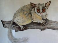 The top countries of supplier is china, from which the percentage. Bush Baby Animal