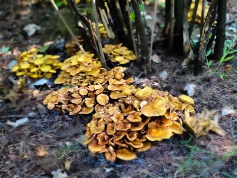 13 Common Mushrooms In Illinois Plant Grower Report