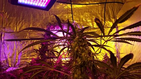 Among all of the best grow lights, leds are special because led grow lights will tell you exactly how much square footage they're intended to cover. Spectrum King LED Grow Light Vs Gavita Plasma, 600 HPS ...
