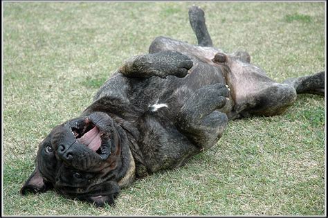 The Bullmastiff A Large Watchdog That Guards But Does Not Bark Much