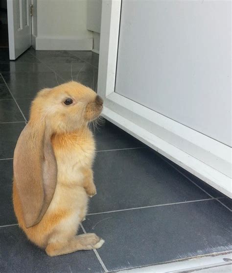 Psbattle A Bunny With Large Ears Standing At A Door Photoshopbattles