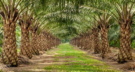 Singapore — the malaysian government has called on its neighbors to help defend the palm oil industry against what it deems a discriminative campaign by the european union to stop recognizing the commodity as a biofuel ingredient. Palm Oil and The Bioplastics Industry - Bioplastics News