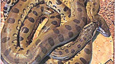Parthenogenesis How An Anaconda Gave Birth Without A Male Explained