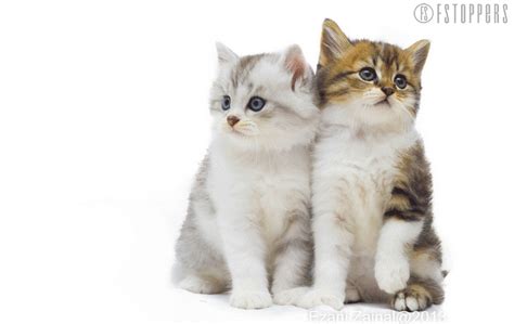 Cat GIF Image for Whatsapp and Facebook (22) » GIF Images ...