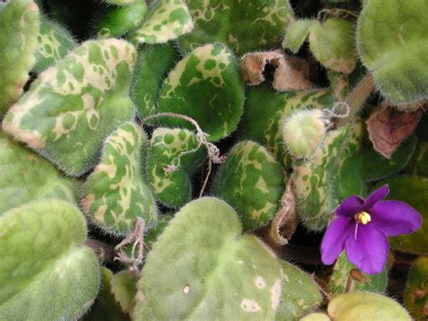 African violets in all types, colors, and sizes and how to grow and care for them. Wiese Acres: Growing African Violets, part 6 - Pests and ...