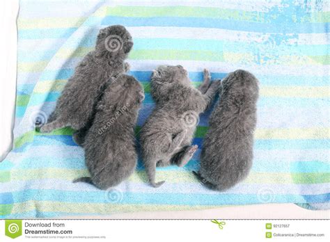 British Shorthair New Born Kitten First Day Of Life Stock Image
