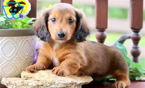 If you are searching for the perfect dachshund puppy to bring into your home, you have come to the right. Rocky | Miniature puppies, Puppies for sale, Puppies