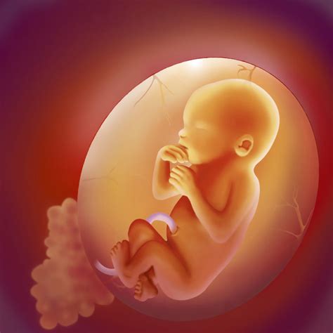 le liquide amniotique un lieu protecteur mamans pratiques