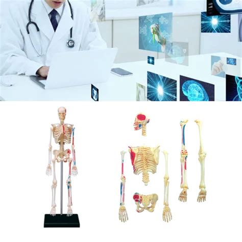 Jual Fj Alat Mengajar Anatomi Anatomi Manusia Model Otak Manusia Hot