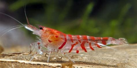 Многообразие аквариумных креветок Caridina serrata Tiger Shrimp Пикабу
