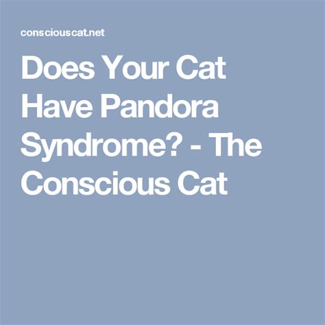 Does Your Cat Have Pandora Syndrome The Conscious Cat Syndrome