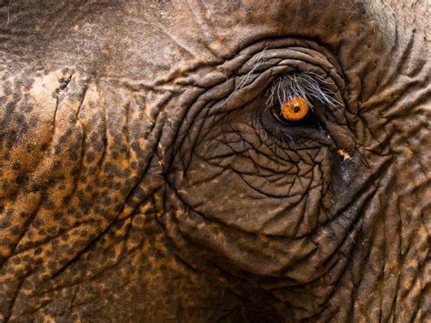 Join the Textures In Animals Photo Contest and win Apple TV and more