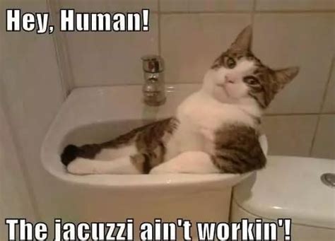 Download the inspirational funny clean cat memes. Cat Memes 2019 - 60 Cat Memes to Inspire You To Take A ...