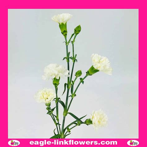 White Spray Carnation Eagle Link Flowers