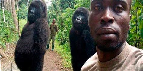 Los Gorilas Que Posan Para El Selfie Con Un Guardabosques Como Si