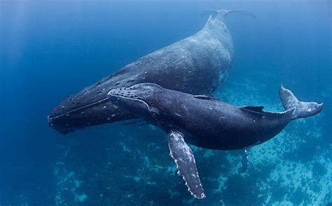 Big Mammals Vs Big Oil New Pipeline Puts Humpback Whales At Risk Al