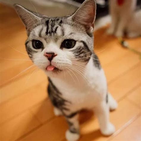 50 Hilarious Pics Of Sassy Cats Sticking Out Their Tongues In 2020