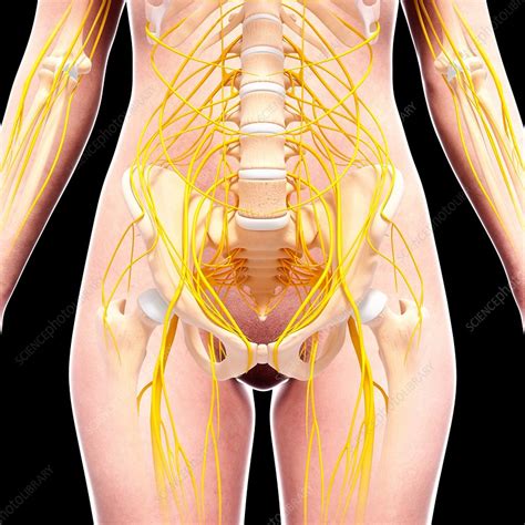 Female Nervous System Artwork Stock Image F0073670 Science