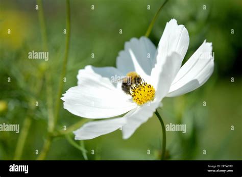 Bumblebee Inside A White Garden Cosmos Flower Mexican Aster Bee