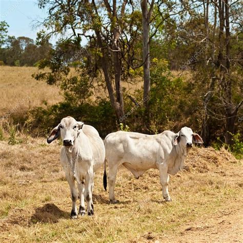 Dos Vacas Brahman Grises En Rancho De Ganado 2022