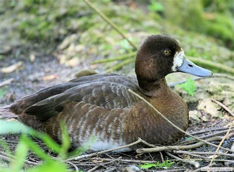 On this weeks how to shane kramer gives us some great identifying features to determine the. Identify Lesser Scaup - Duck - Wildfowl Photography.