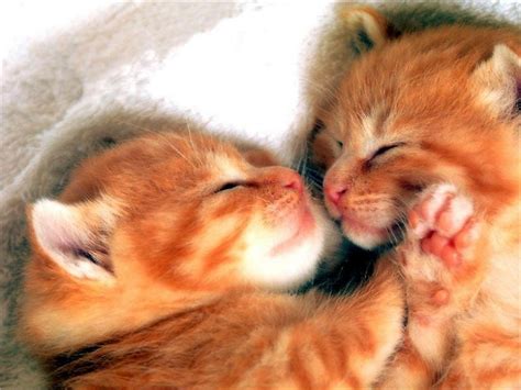 Two Cute Cat Sleeping Okay Wallpaper
