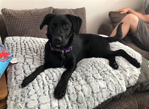 Black Female Labrador 1 Year Old Puppy In Southampton Hampshire