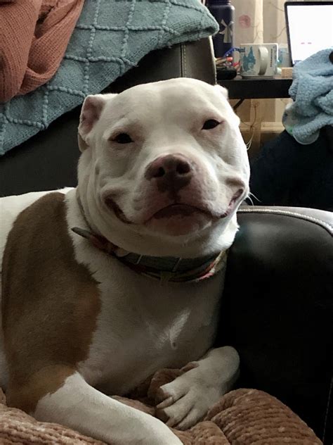 Funny Pitbull Jokes Pitbull Dog