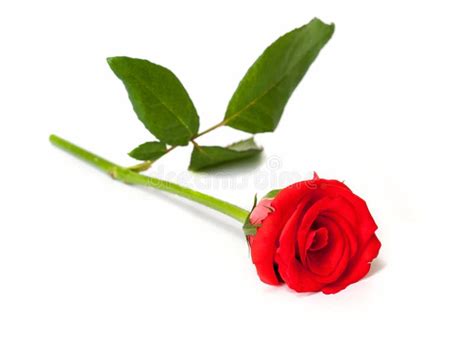 Beautiful Red Rose Stock Image Image Of Floral Decoration 31245611
