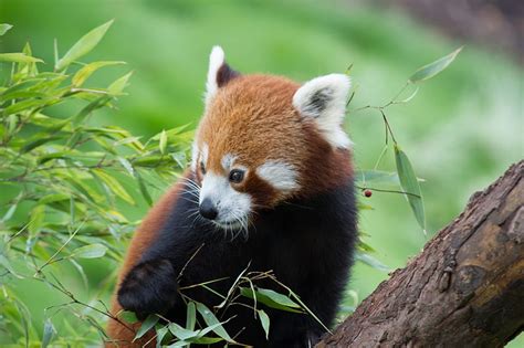 Red Panda Bamboo Cute Animal Hd Wallpaper Peakpx
