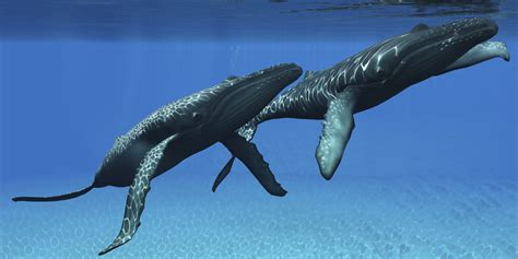 How Do Whales Mate Sciencing