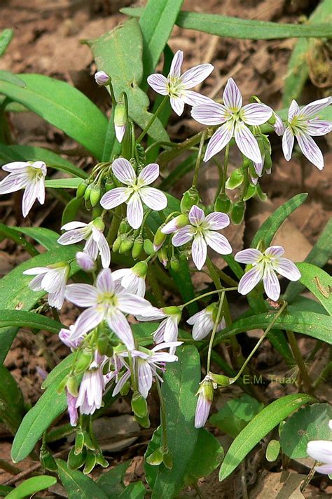 Claytonia Virginica Commonly Called Eastern Spring Beauty Virginia