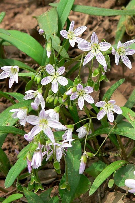 The really small white flower clusters are beautiful! Spring Flowering Bushes In Virginia - How To Do Thing