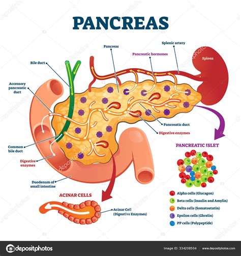 Localização Do Pâncreas Anatomia