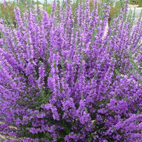 Sage Purple 1 Plant Garden Kitchen Herb For Cooking Outdoor From