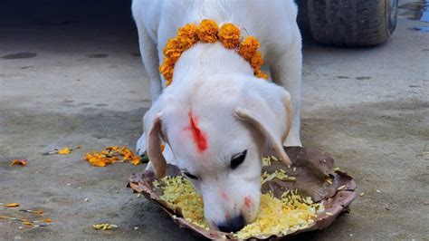 Kukur Tihar Festival The Hindu Tradition Of Dog Worship In Nepal