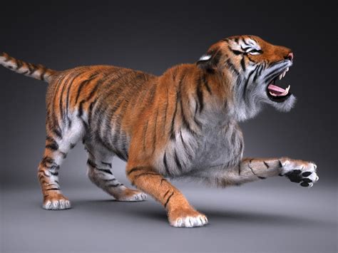 Sumatran Tiger 3d Model