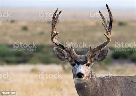 A Mule Deer Buck Shedding Its Velvet Antlers Stock Photo Download