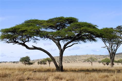 Acacia Tree Acacia Tree African Tree Picture Tree