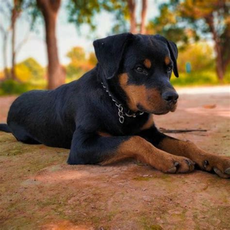 Buy dry dog food online from pet circle with our best price guarantee and the convenience of fast, free shipping direct to your door.which dry dog food is best for my dog?the right dry food depends on your dog's individual requirements and varies depending on their lifestage, breed, size and activity levels. Rottweiler Dog Breed Training, Exercise, Food, Price by My ...