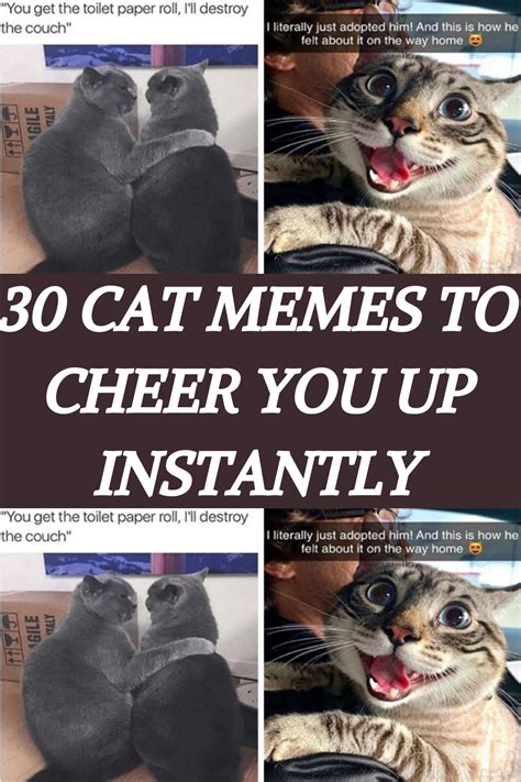 30 Cat Memes To Cheer You Up Instantly Artofit