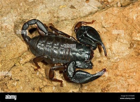 Italian Scorpion Euscorpius Italicus On A Stone Italy Stock Photo