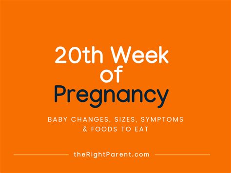 20th Week Of Pregnancy Changes Symptoms Foods And Care Tips