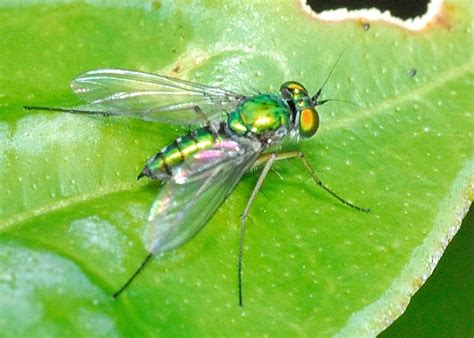 Large Green Long Legged Fly Chrysosoma Leucopogon