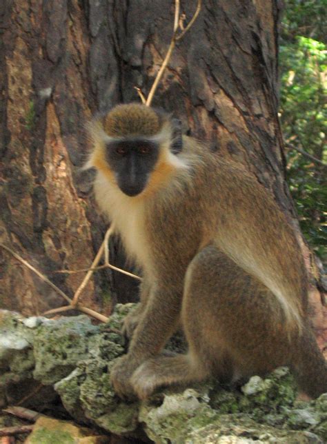 Filegreen Monkey In Barbados 04